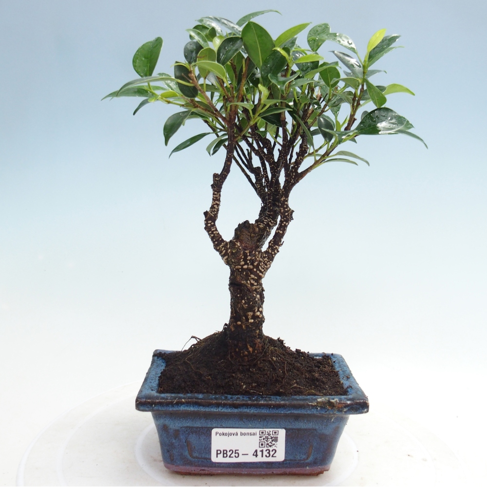 Pokój bonsai Ficus retusa kimmen