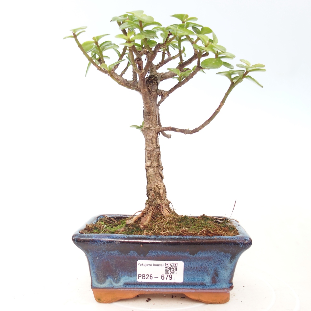 Pokój bonsai - Portulakaria Afra - Tlustice