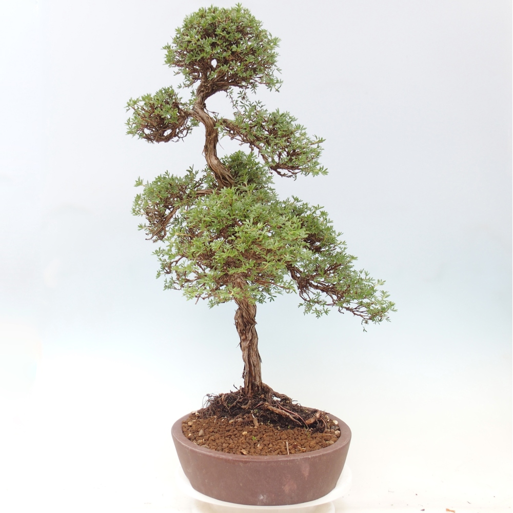 Bonsai zewnętrzne - Potentila fruticosa