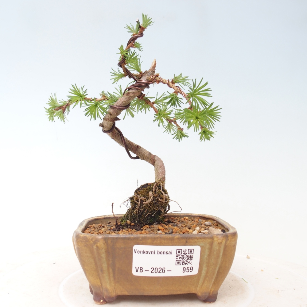 Outdoor bonsai - Larix Kaempferi - Modrzew japoński