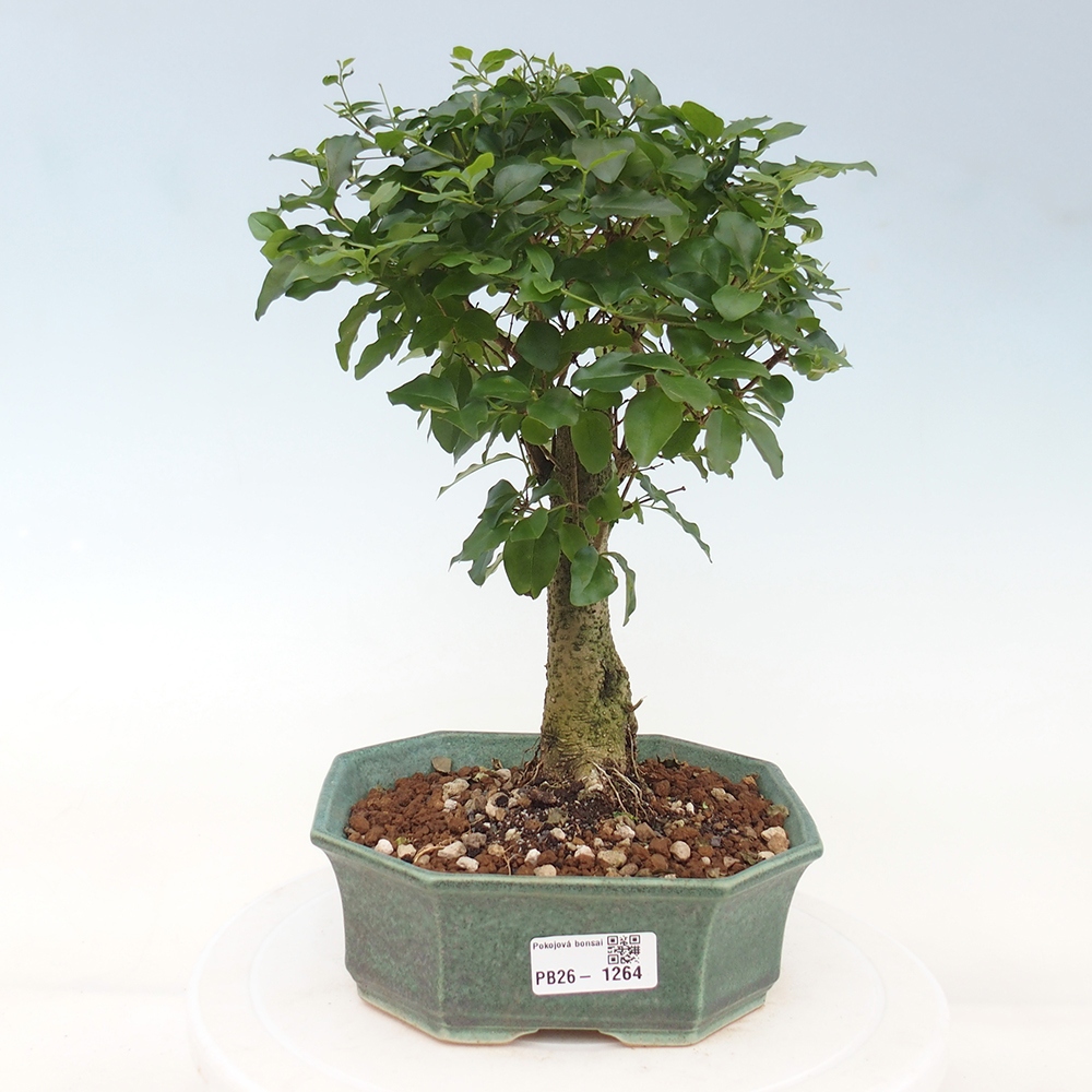 Pokój bonsai - Ligustrum chinensis - Dziób ptaka