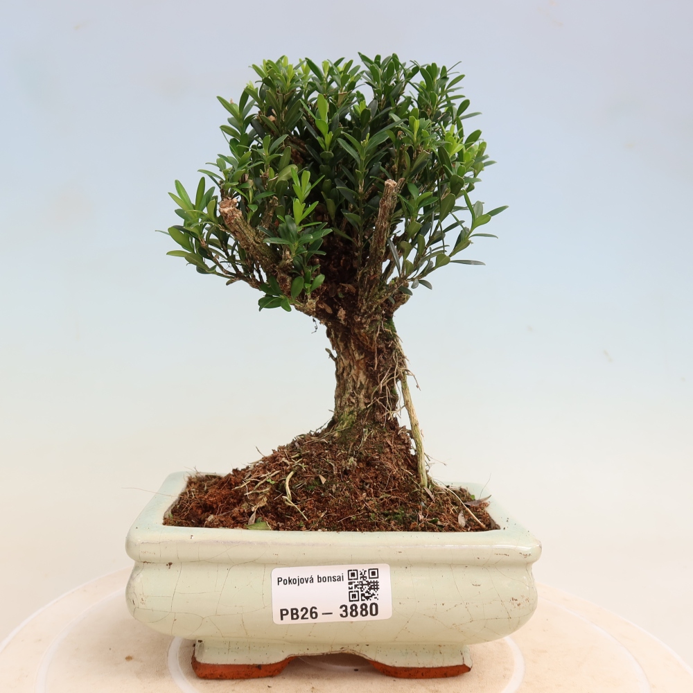Pokój bonsai - Buxus harlandii - buxus korkowy