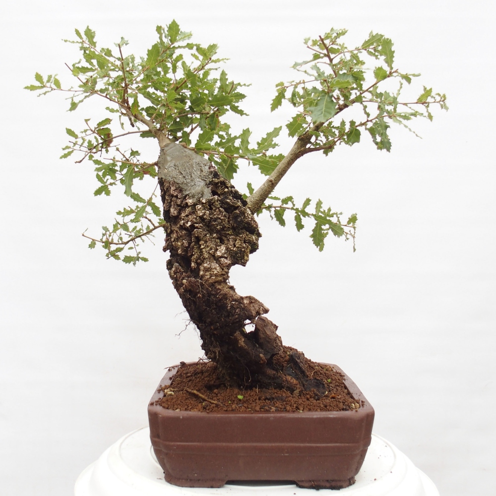 Yamadori - Quercus Ilex - Dąb ostrokrzewowy