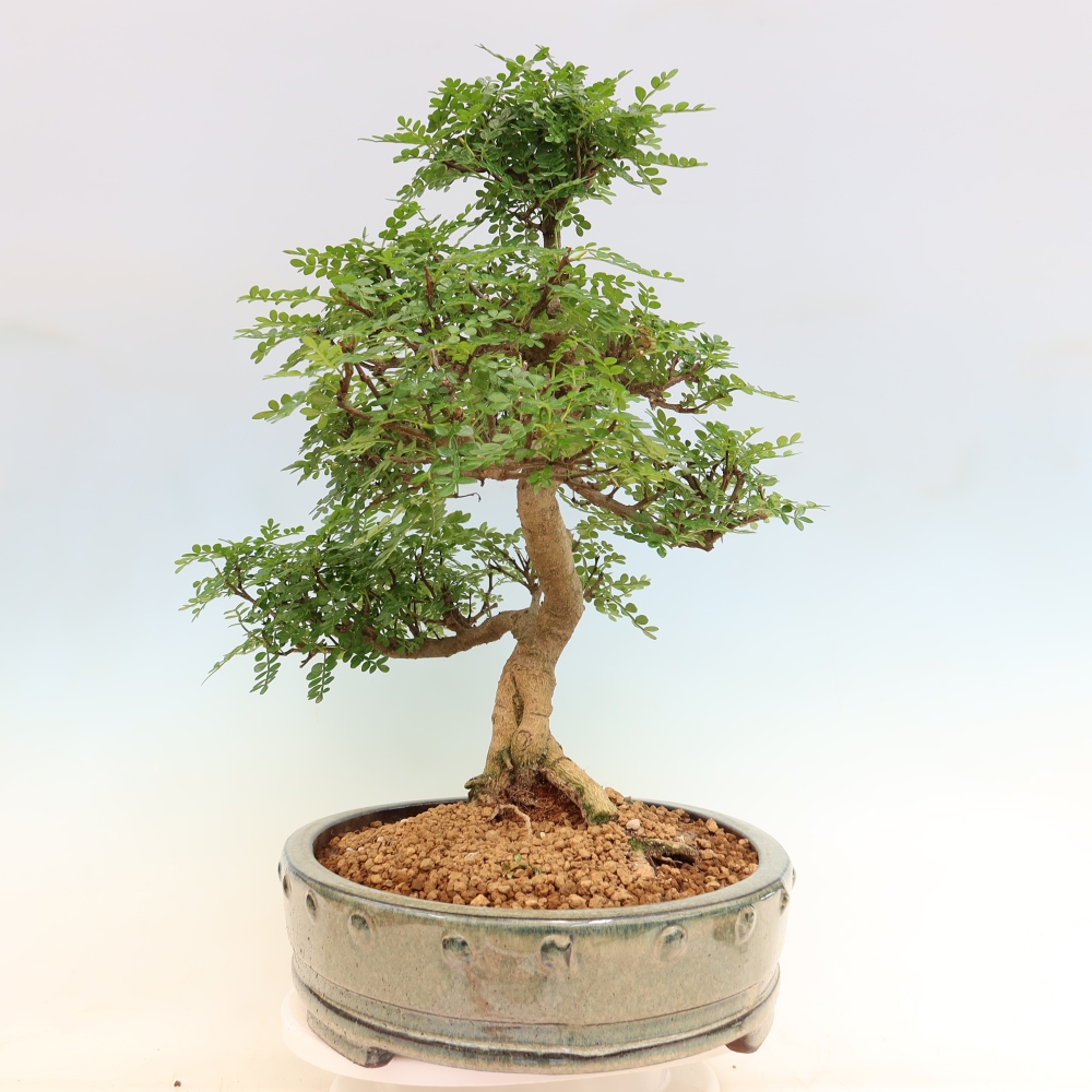 Pokój bonsai - Zantoxylum piperitum - drzewo pieprzowe