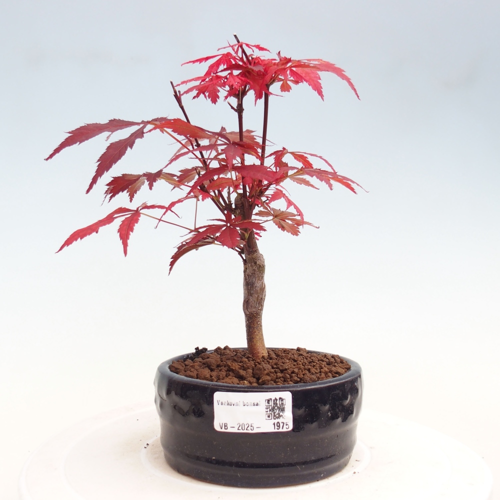 Bonsai zewnętrzne - palma Acer. Klon Atropurpureum-Palmleaf