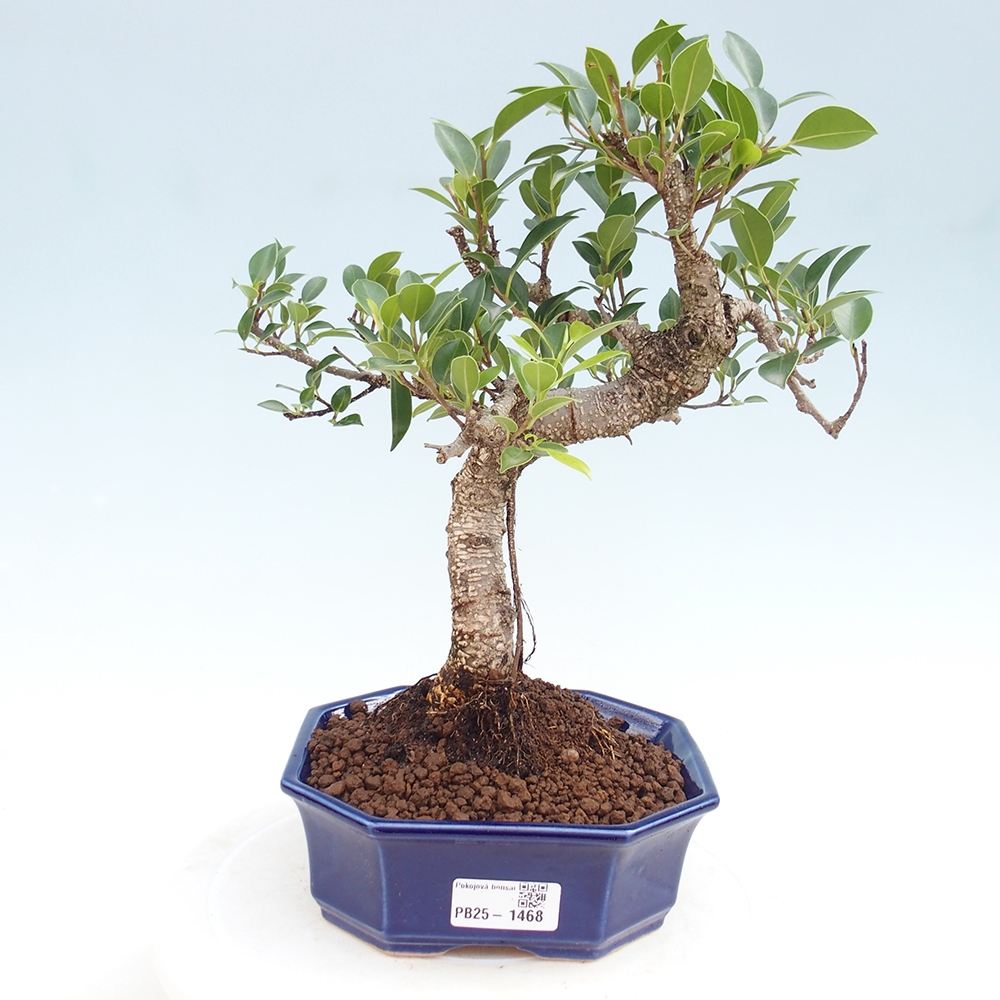 Kryty bonsai - Ficus retusa - figowiec drobnolistny