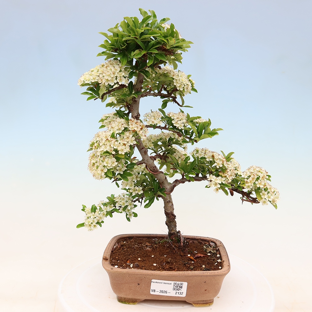 Bonsai ogrodowe – Pyracantha teton – ognik szkarłatny