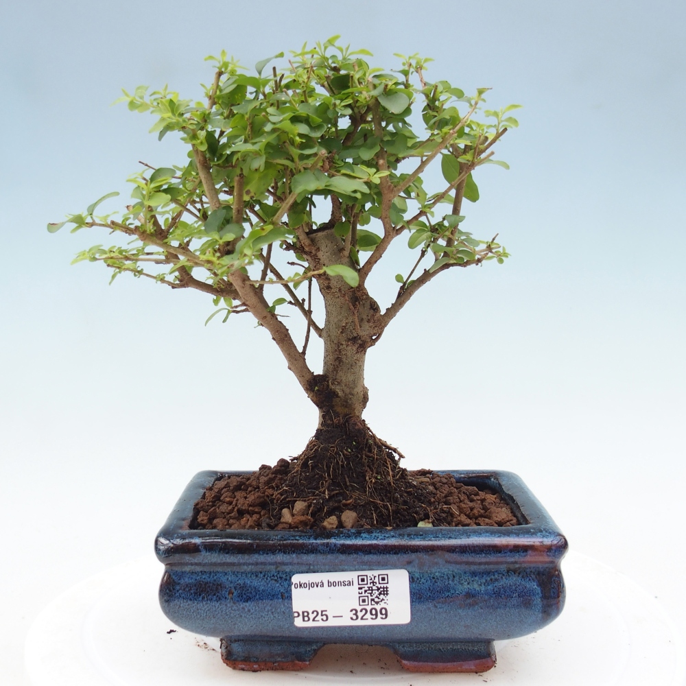 Pokój bonsai - Ligustrum chinensis - Dziób ptaka
