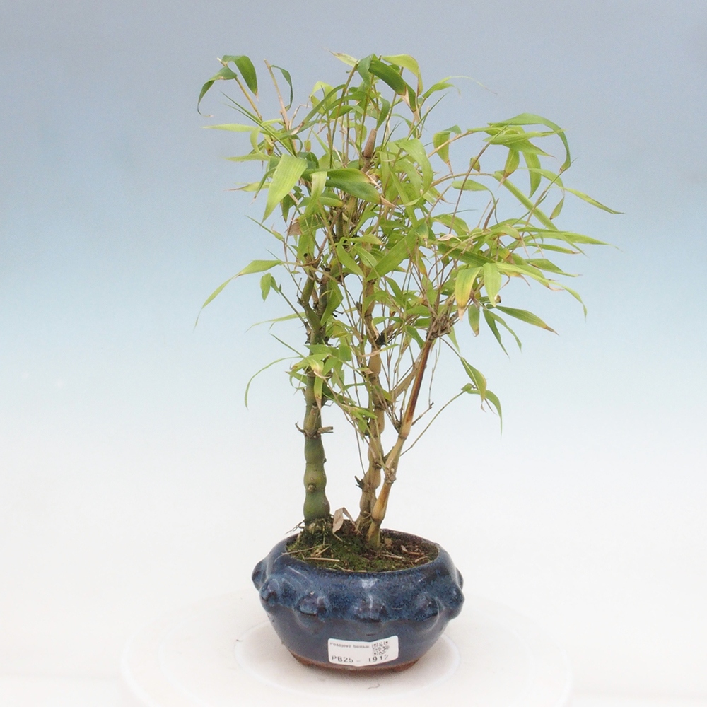 Bonsai wewnętrzne - Bambusowy Budda - Brzuch Bambusowego Buddy
