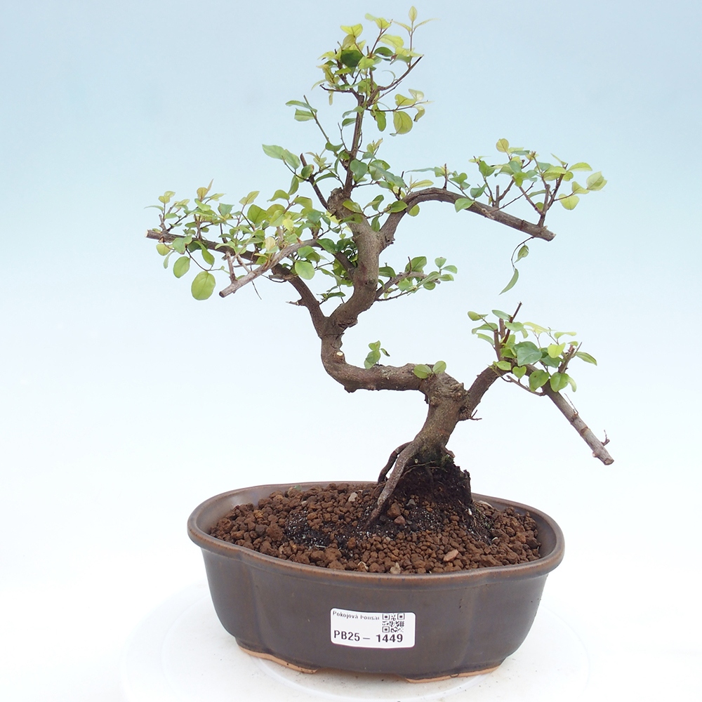 Bonsai wewnętrzne - Sagerécie thea - Sagerécie thea