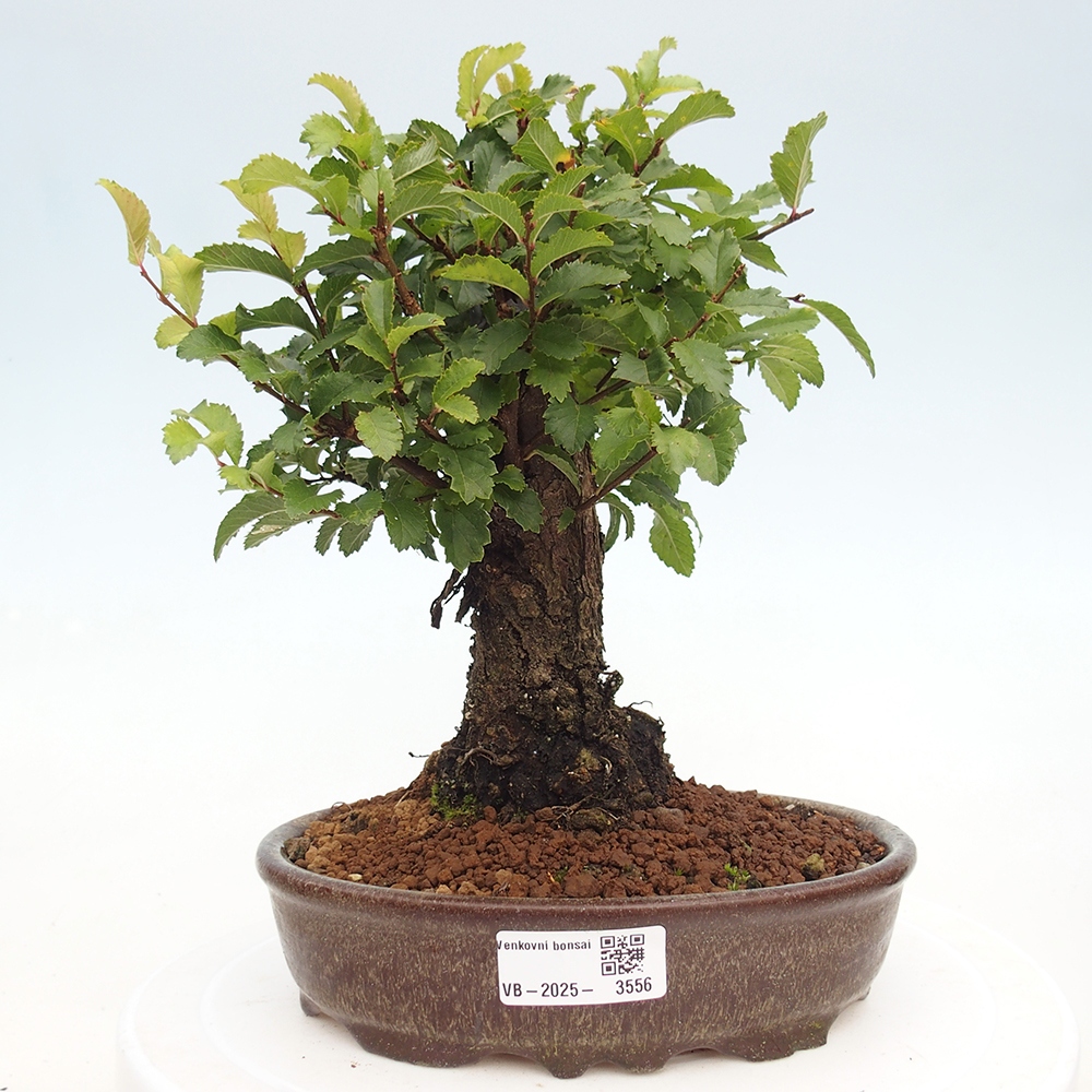 Bonsai zewnętrzne - Zelkova - Zelkova NIRE