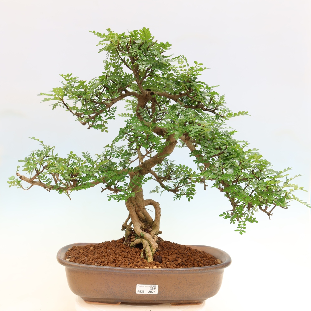 Pokój bonsai - Zantoxylum piperitum - drzewo pieprzowe