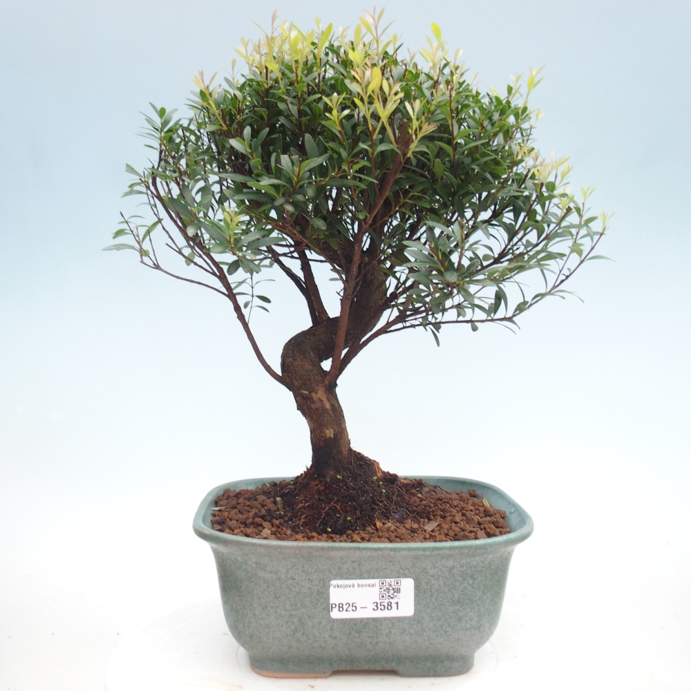 Pokój bonsai - Syzygium - Pimento