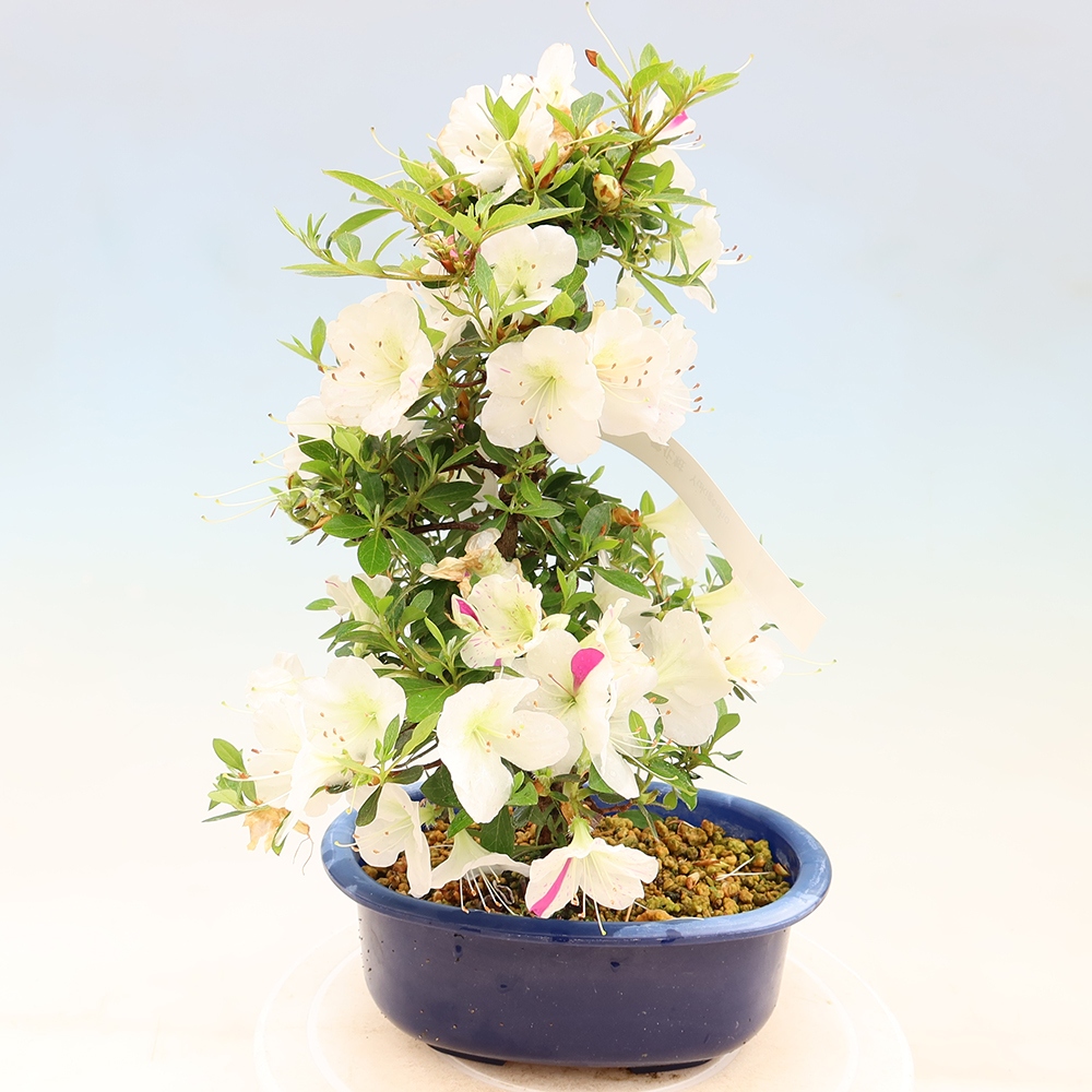 Outdoor bonsai - Azalia japońska - Azalia Yukigesho