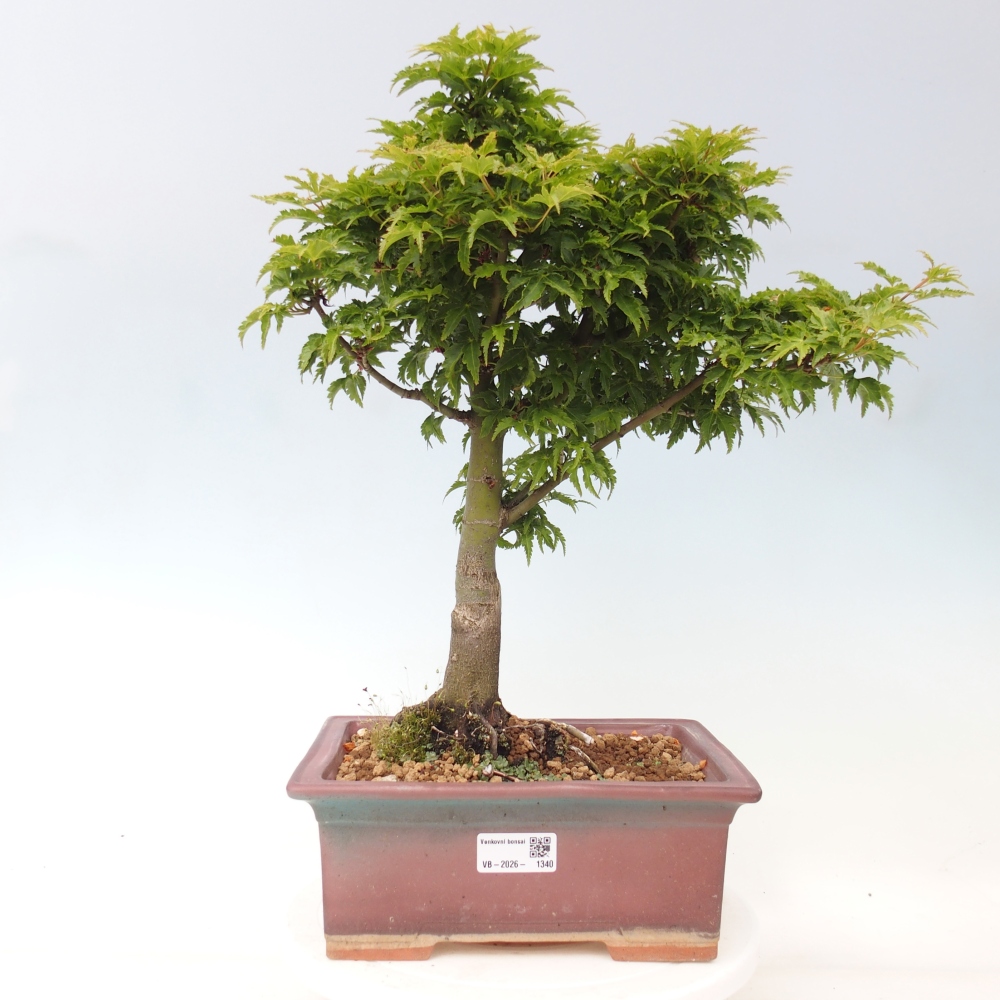 Outdoor bonsai - palma jaworowa Acer palmatum Shishigashira