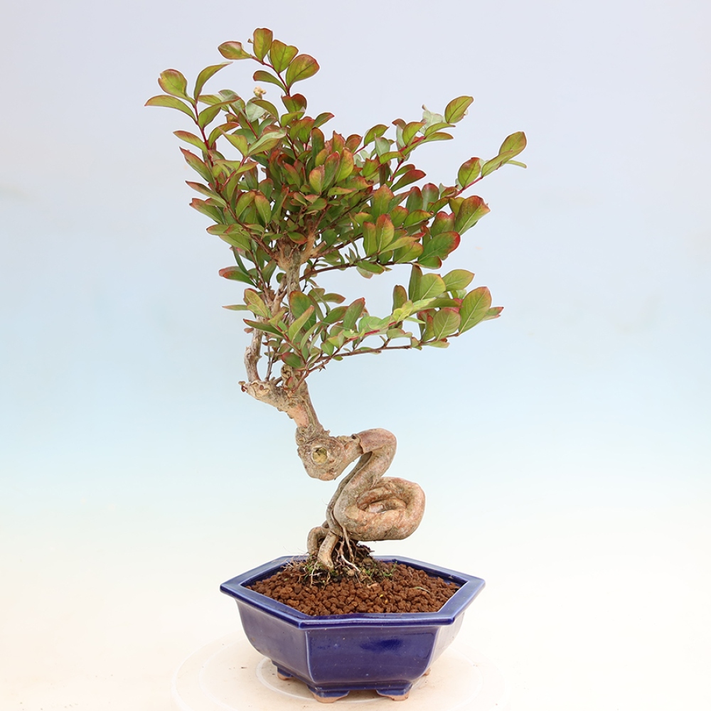 Bonsai pokojowe – Lagerstroemia indica – bz indyjski