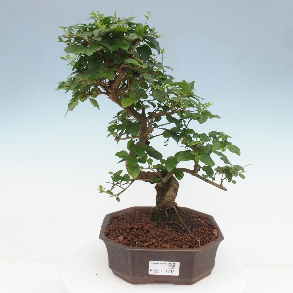 Indoor bonsai -Ligustrum chinensis - dziób ptaka
