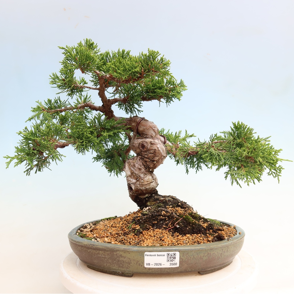 Bonsai ogrodowe – Juniperus chinensis Itoigawa – jałowiec chiński
