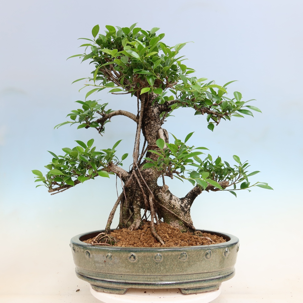 Pokój bonsai - Ficus kimmen - figowiec drobnolistny