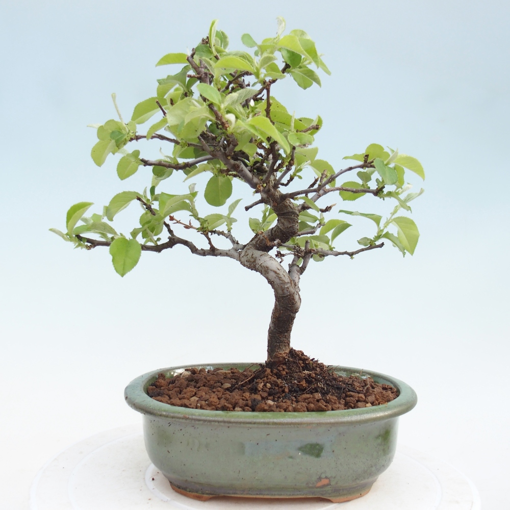 Bonsai zewnętrzne - Chaneomeles chinensis