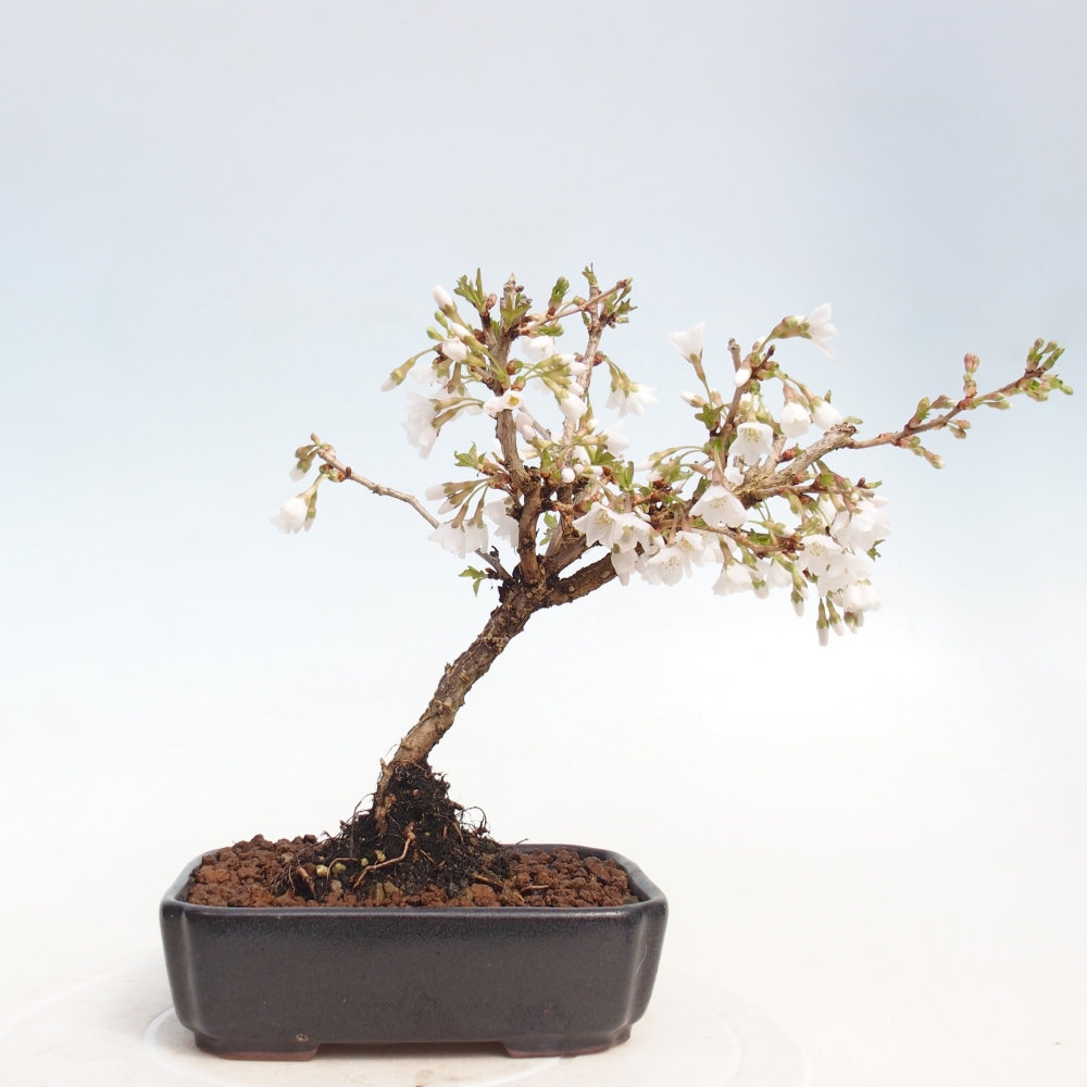 Outdoor bonsai - Prunus incisa Kojou-no mai-Plivon wycięty