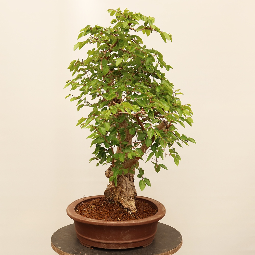 Bonsai plenerowe - Carpinus Coreana - grab koreański