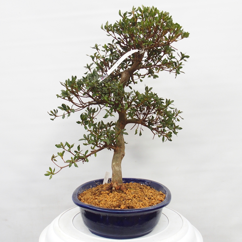 Bonsai zewnętrzne - Azalia japońska - Azalia CHIHIRO