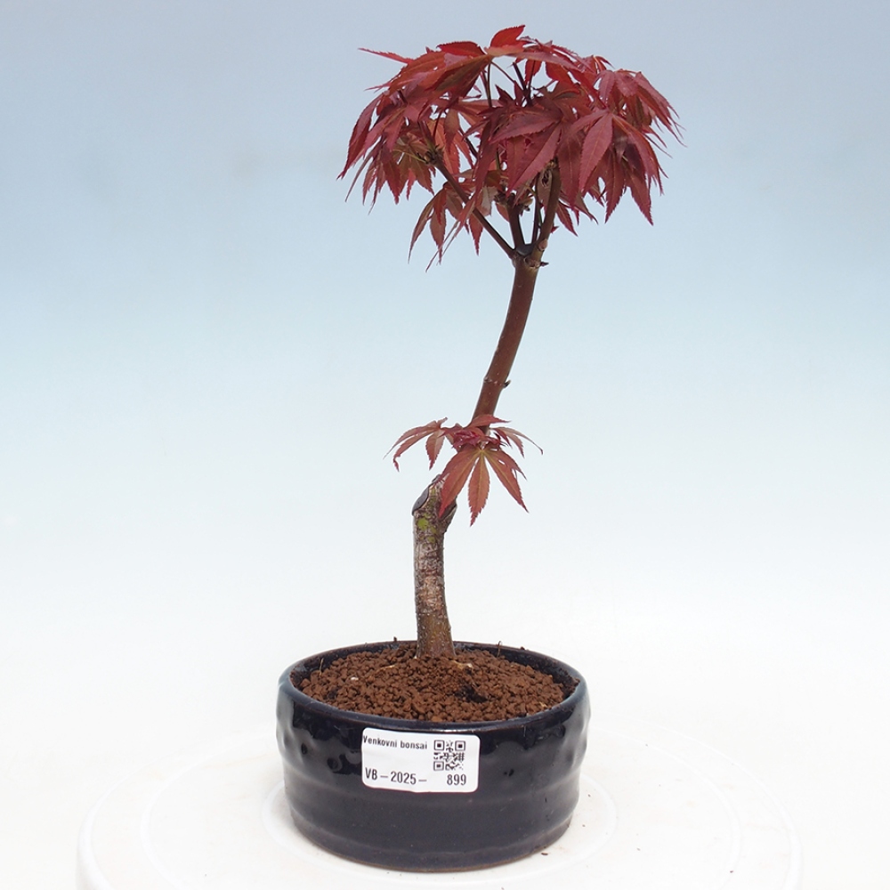 Bonsai zewnętrzne - palma Acer. Klon Atropurpureum-Palmleaf