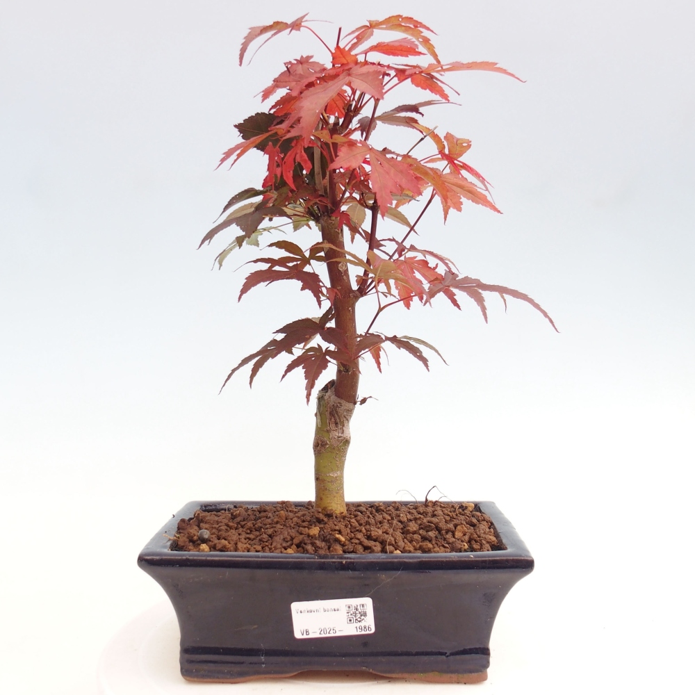 Bonsai zewnętrzne - palma Acer. Klon Atropurpureum-Palmleaf