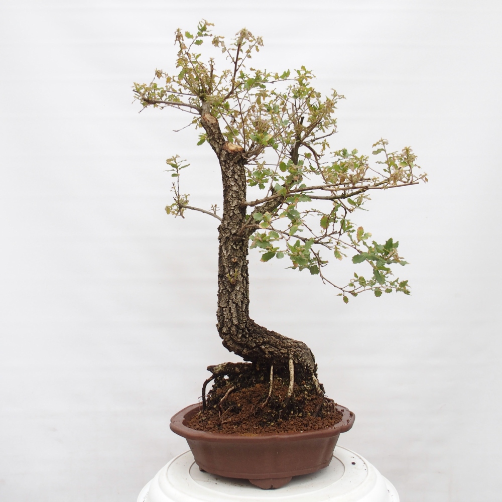 Yamadori - Quercus Ilex - Dąb ostrokrzewowy