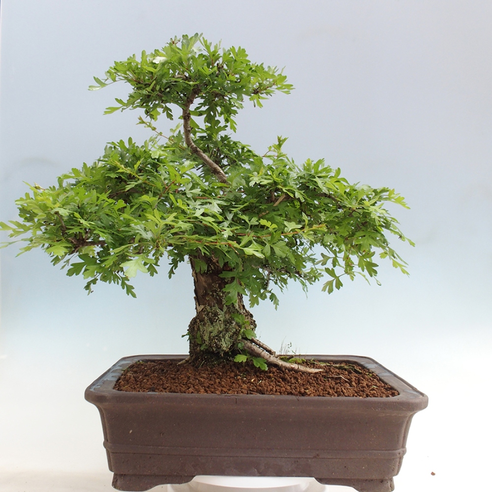 Bonsai zewnętrzne - Głóg - Crataegus monogyna