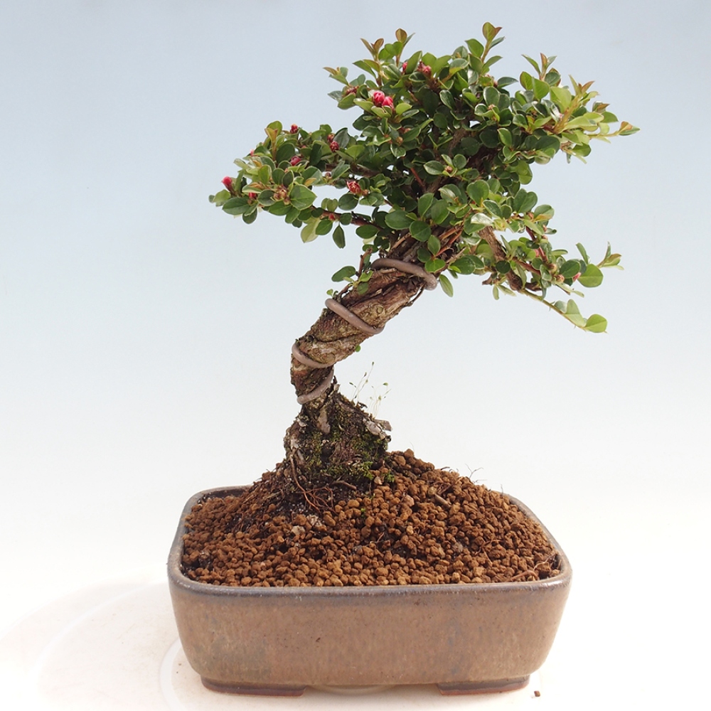 Plenerowe bonsai - Irga pozioma - Drzewo skalne