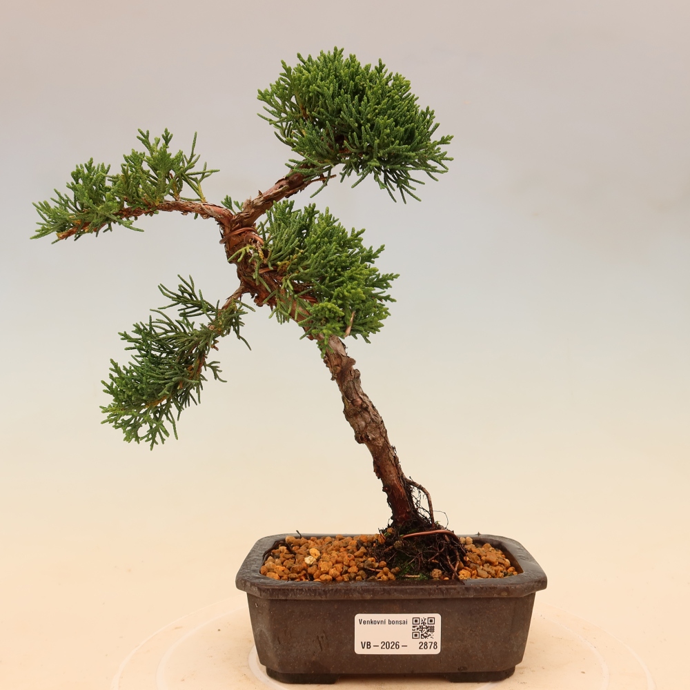 Outdoor bonsai - Juniperus chinensis Kishu