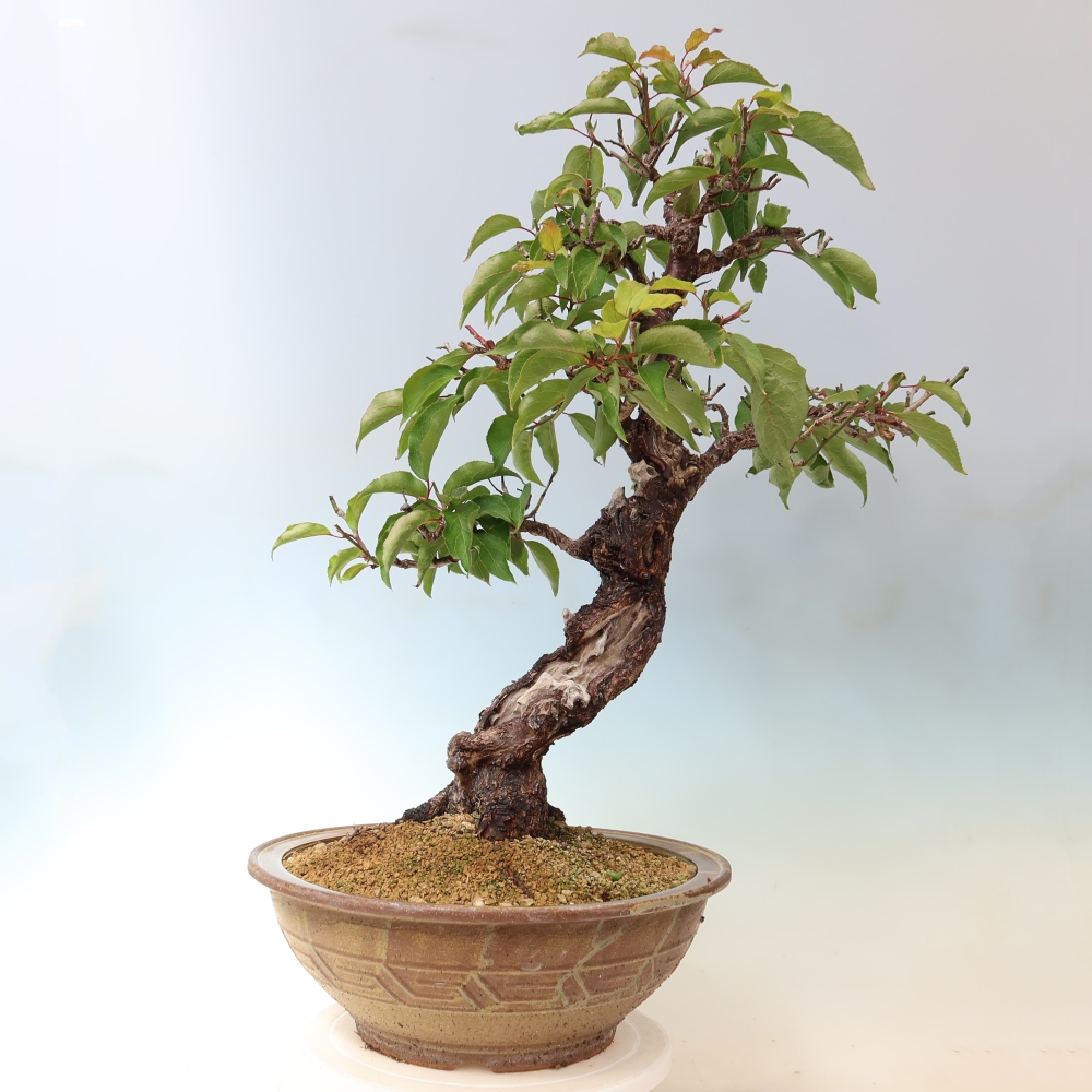 Bonsai ogrodowe – japońska śliwka – Prunus Mume