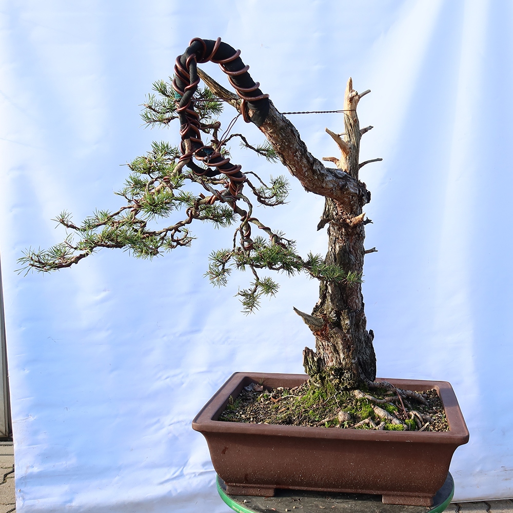 Pinus sylvestris Hiszpania – sosna zwyczajna