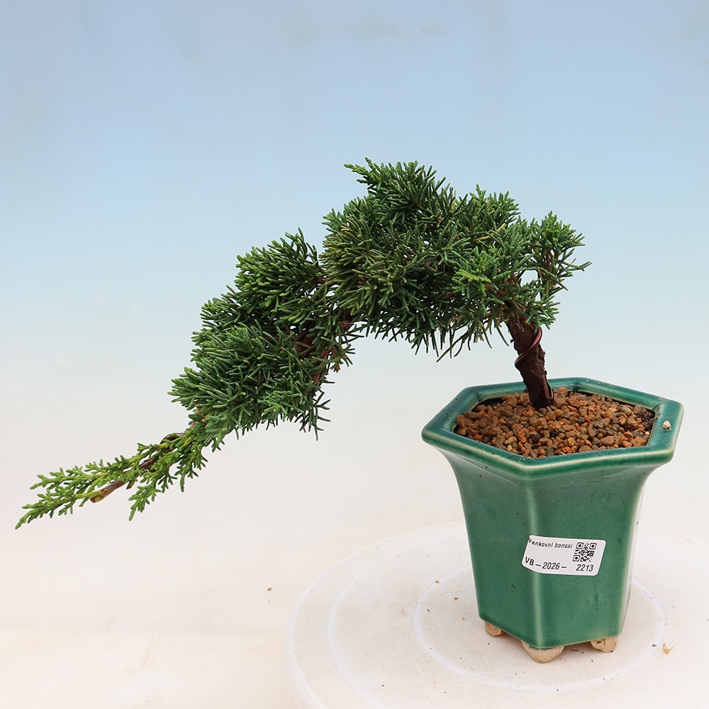 Outdoor bonsai - Juniperus chinensis Kishu