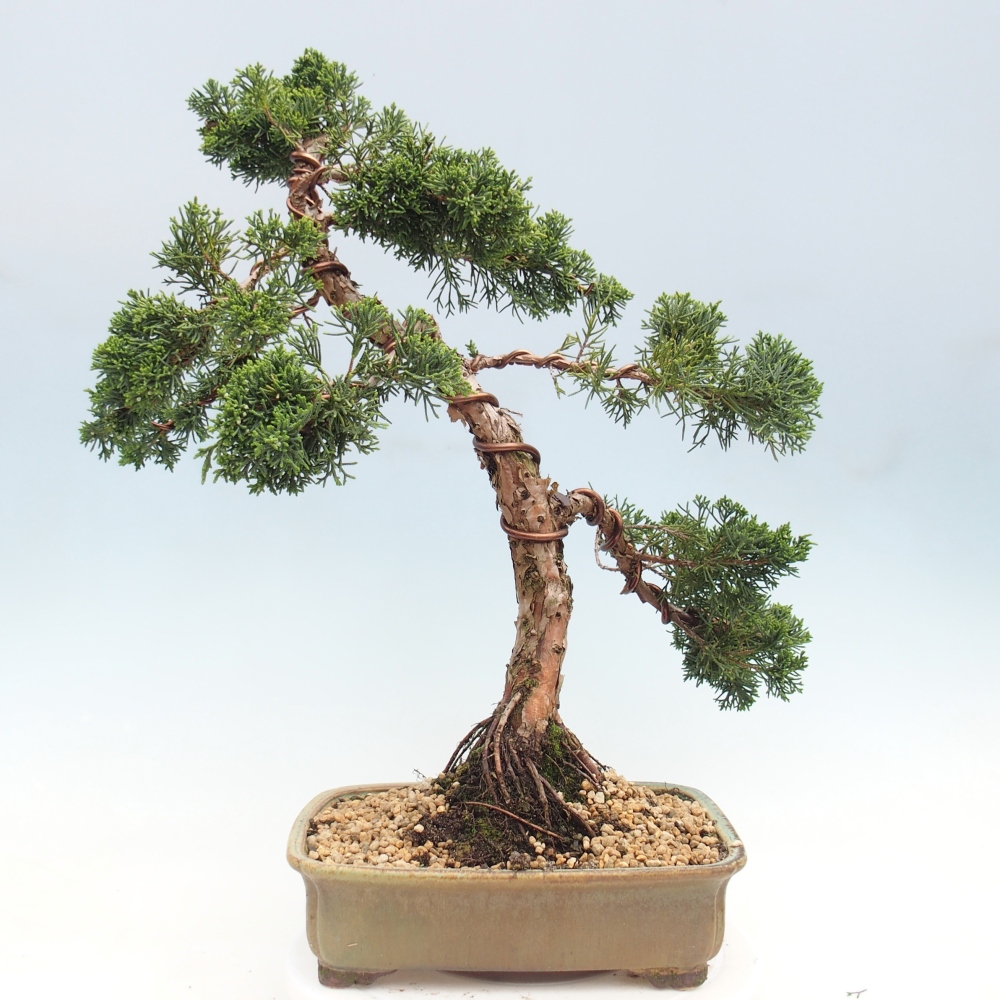 Outdoor bonsai - Juniperus chinensis Kishu