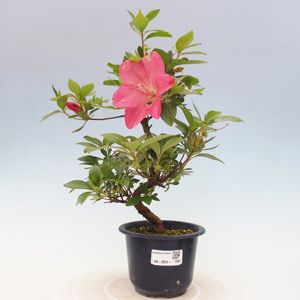 Bonsai zewnętrzne - Azalia japońska - Azalia Saien