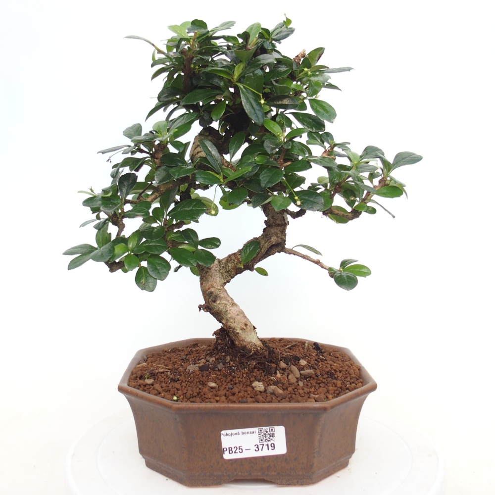 Bonsai pokojowe - Carmona macrophylla - Tea fuki