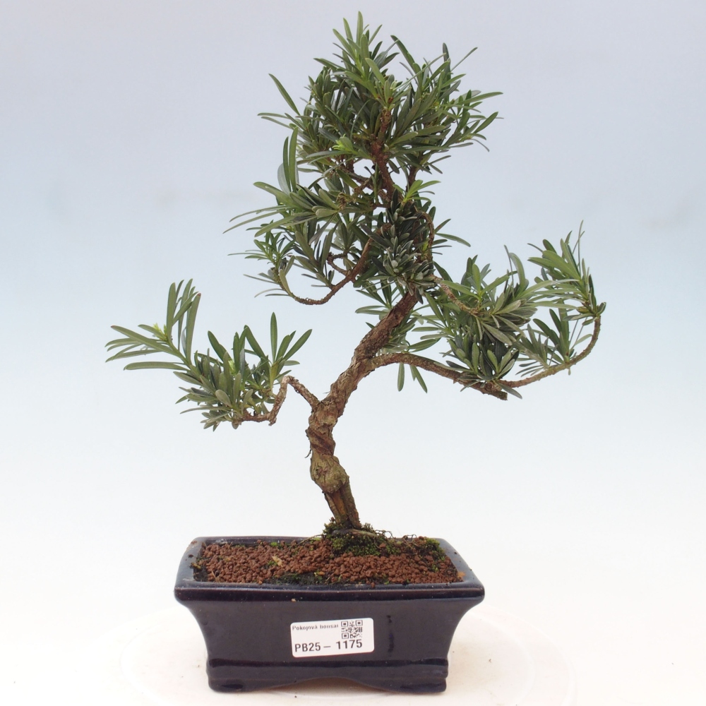 Kryty bonsai - Podocarpus - Kamienny tys