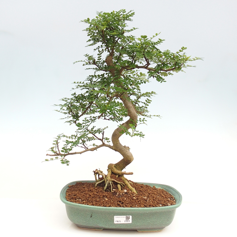 Bonsai do wnętrz - Zantoxylum piperitum - Mięta pieprzowa