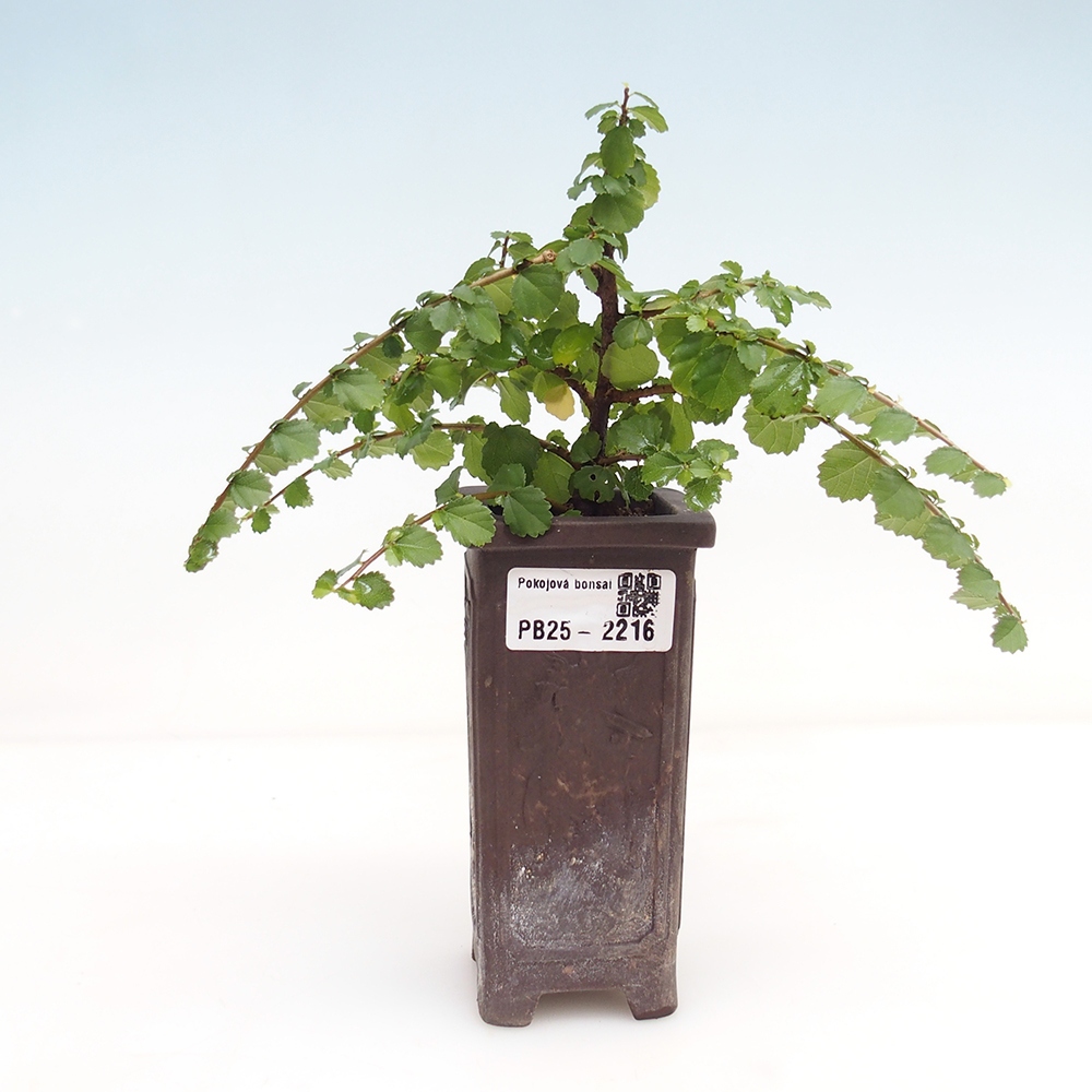 Bonsai wewnętrzne - Grewia sp. - Grewie drobnolistne