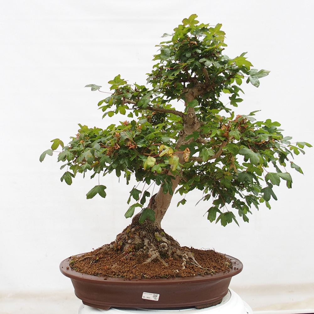 Bonsai zewnętrzne - Klon Francuski - Acer Nonspessulanum
