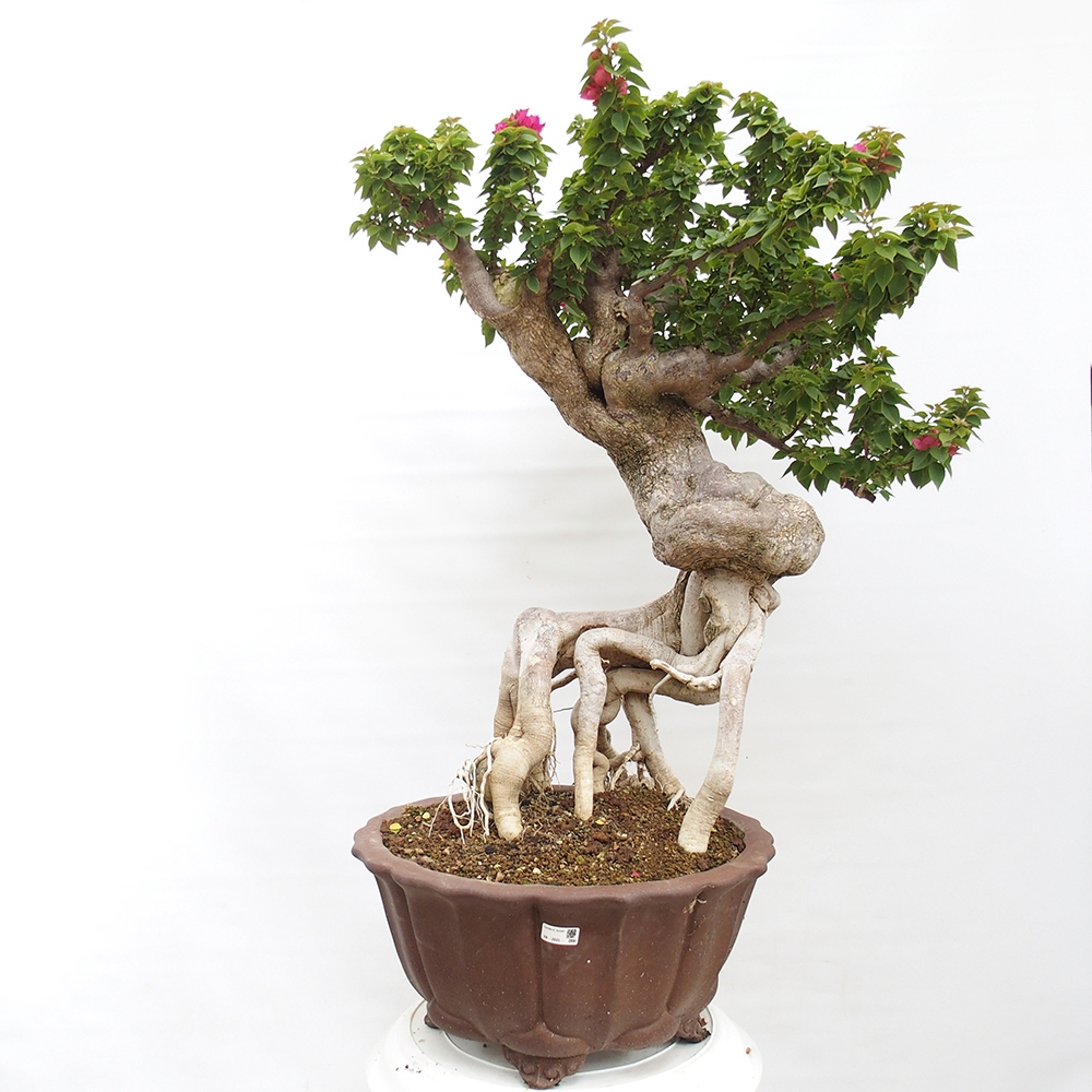 Kryte bonsai - Bouganwilea