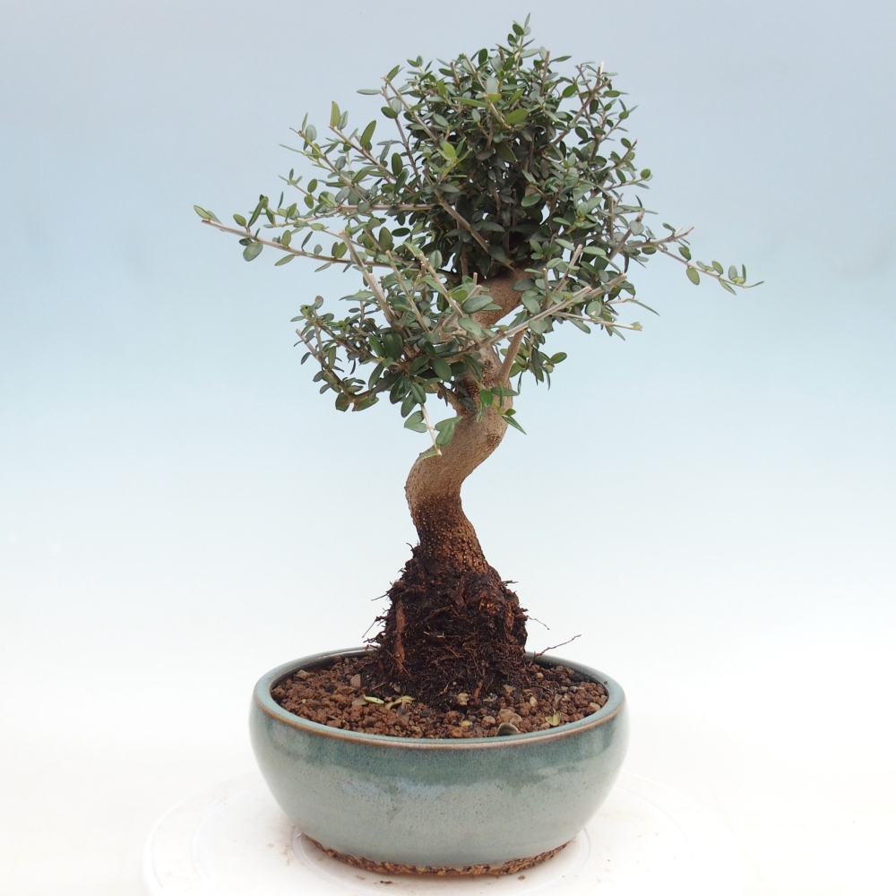 Bonsai do wnętrz - Olea europaea sylvestris