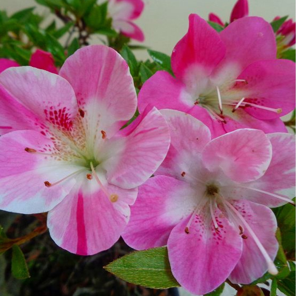 Bonsai zewnętrzne - Azalia japońska - Azalia Reiko
