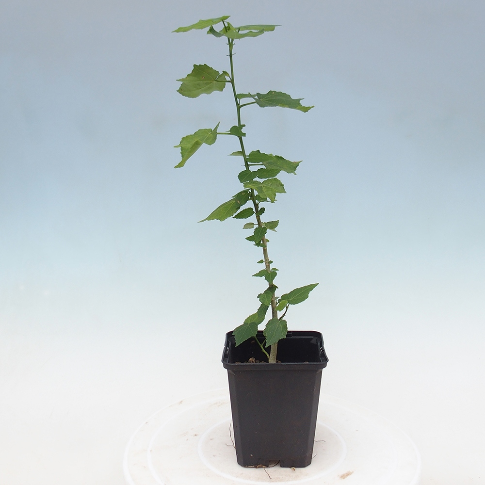 Bonsai domowe - Malvaviscus arboreus