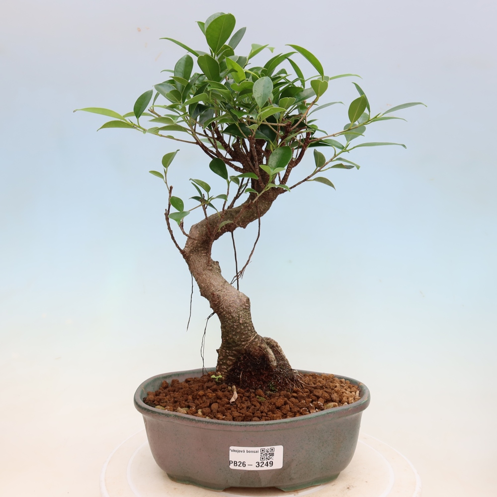 Pokój bonsai - Ficus kimmen - figowiec drobnolistny
