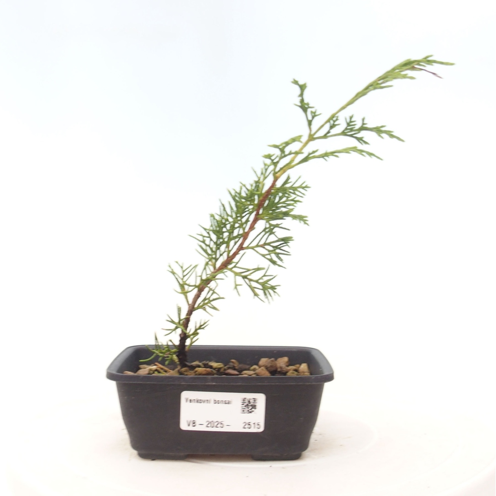 Outdoor bonsai - Juniperus chinensis Itoigawa - Jałowiec chiński