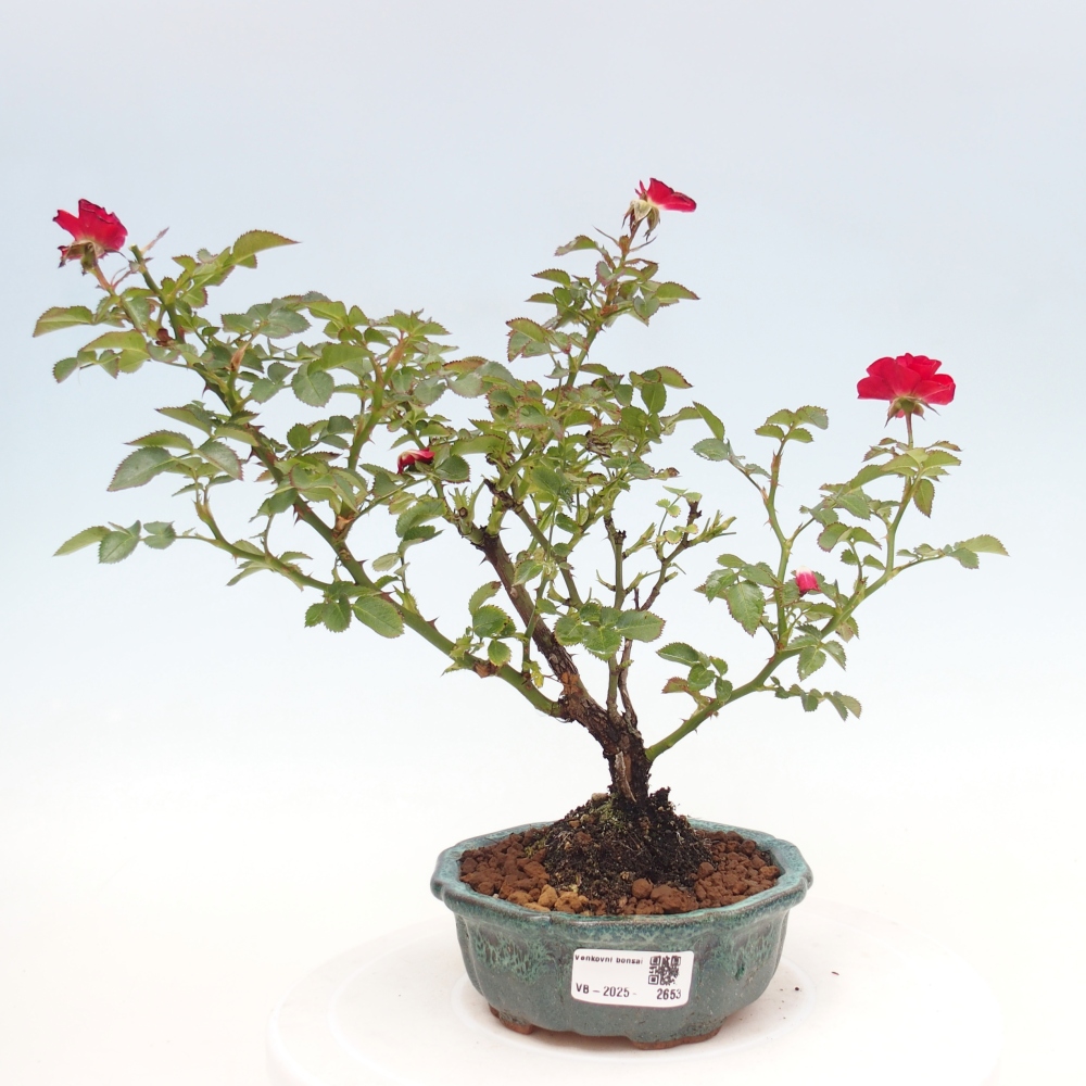 Bonsai na zewnątrz - Rosa Kordes - róża 